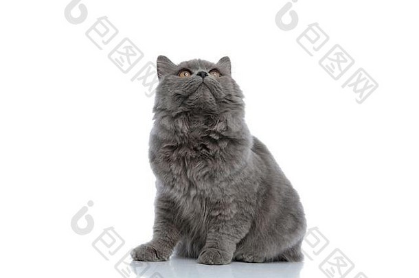 可爱的<strong>英国</strong>长毛猫，灰色皮毛，在白色工作室背景下好奇地坐着仰望
