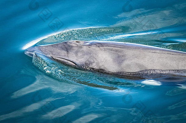 小米鲸鱼休息时间表面呼吸