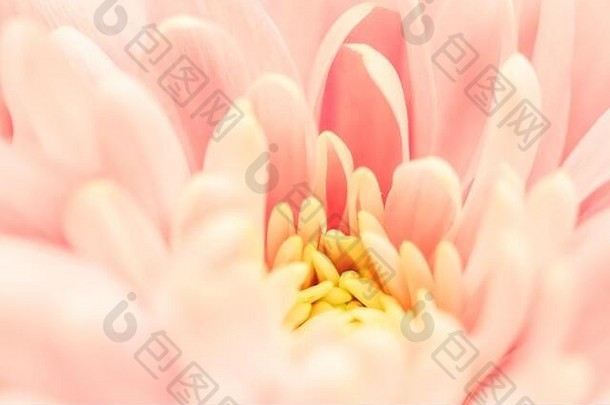 复古艺术，复古卡片和植物概念-抽象花卉背景，粉色菊花。假日品牌设计的宏观背景