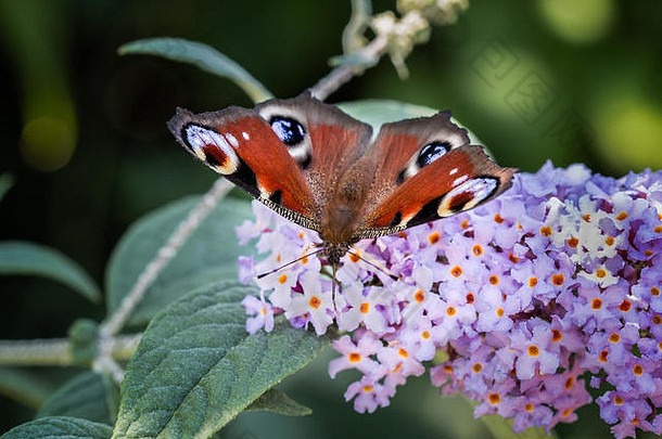 一只孔雀蝴蝶的特写镜头，它正在吃一朵紫花