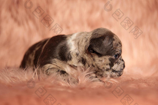 可爱的棕色美国恶霸小狗的侧视图，蓝色的眼睛躺在粉色毛茸茸的背景上