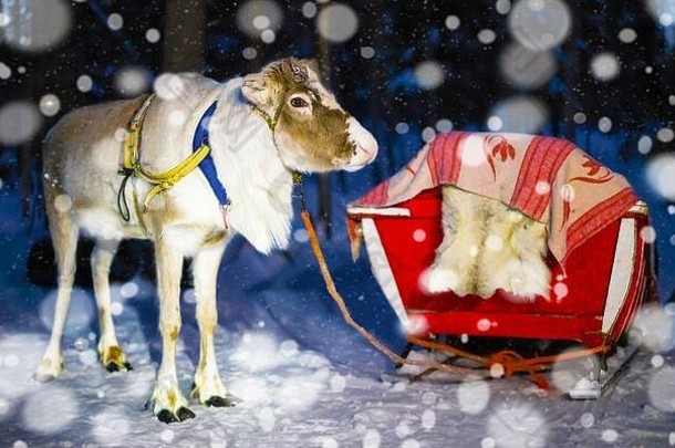 驯鹿滑雪橇晚上Safari拉普兰芬兰降雪