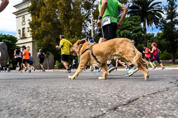 西班牙瓦伦西亚——2019年5月19日：一只狗在一场竞<strong>走运</strong>动中紧靠着他的看护人奔跑。