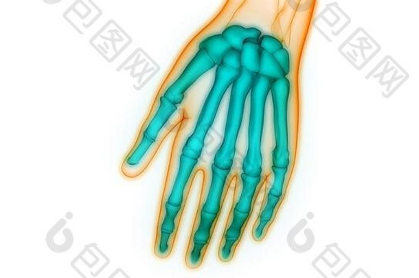 人体骨骼系统手掌骨关节解剖