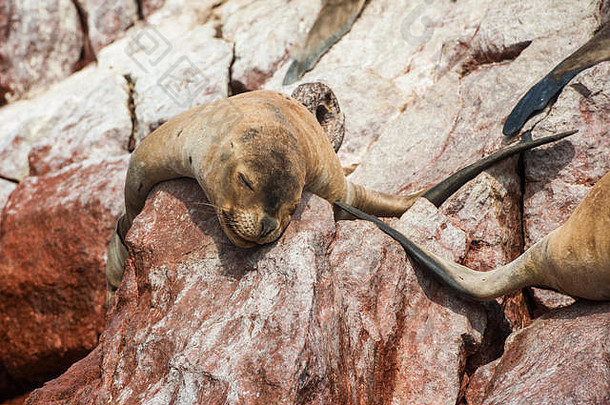 毛皮海豹在红色悬崖上晒日光浴。巴列斯塔斯岛，秘鲁帕拉卡斯附近的国家野生动物保护区。