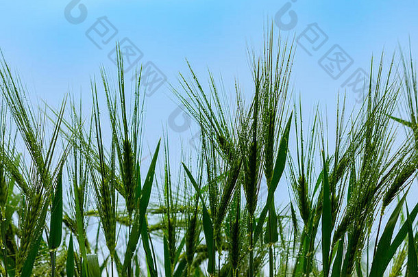 美丽的照片绿色小麦场蓝色的天空背景散景浅深度场