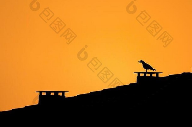海鸥尖叫烟囱房子屋顶晚上轮廓鸟前房子城市橙色背景空间