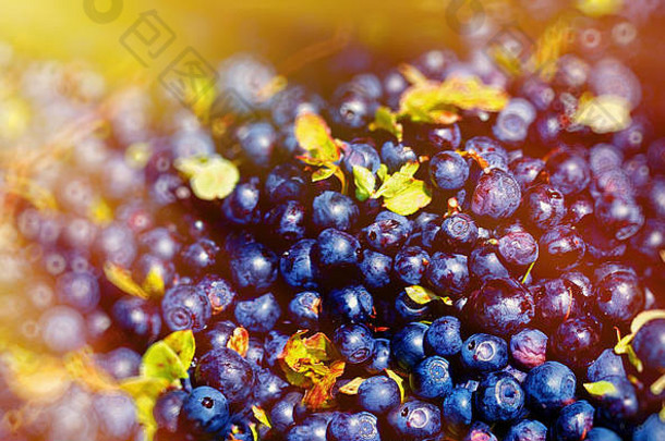 详细介绍了蓝莓（越桔）成熟浆果的蓝莓和光效。