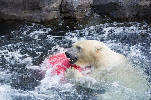 海熊，俗称北极熊