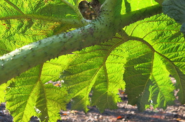 在英国的一个林地花园里，一片巨大的曼尼卡塔古<strong>奈拉</strong>叶子的尖尖的茎和皮革般的下侧的特写镜头。