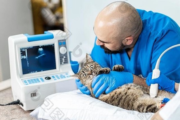 兽医携带超声波检查国内猫
