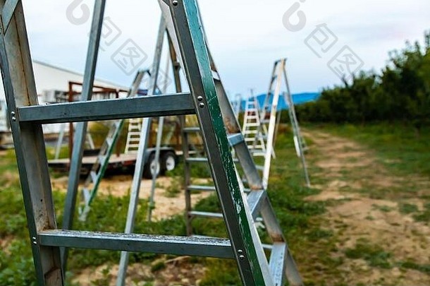 加拿大不列颠哥伦比亚省克雷斯顿谷工业樱桃园的三脚架园艺梯组。铝制水果采摘梯
