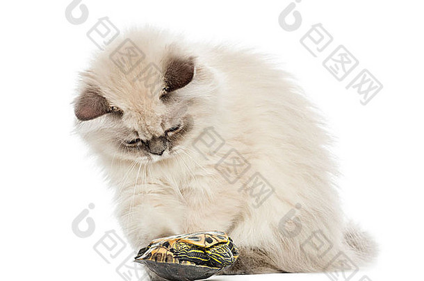 <strong>英国</strong>知识分子的小猫玩池塘滑块乌龟白色背景