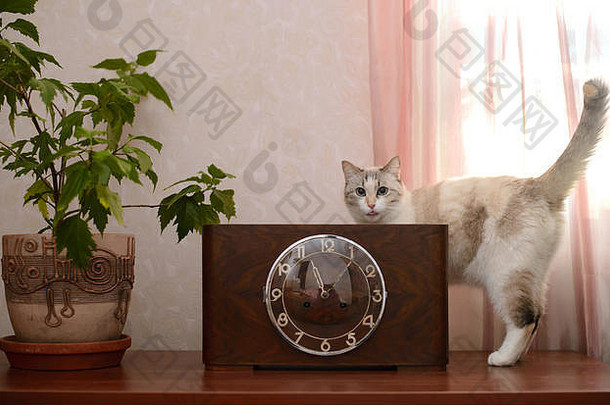 古董时钟木情况下玻璃封面站木表面能盆栽花有趣的猫