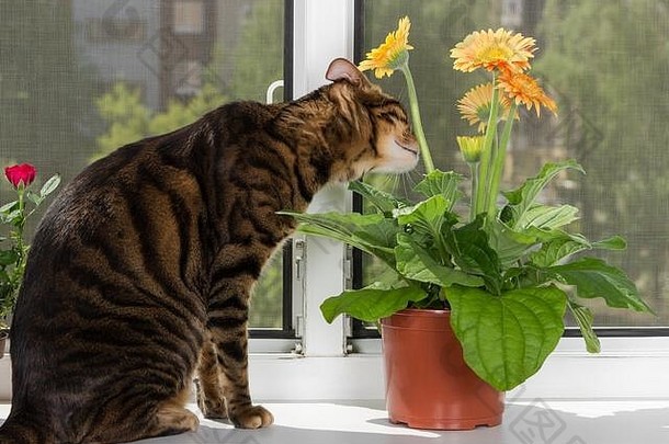 猫品种玩具坐在窗口窗台上嗅探非洲菊花花盆