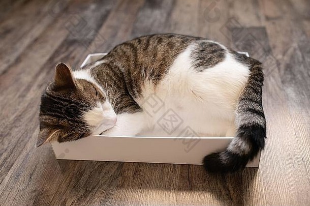 国内年轻的猫睡觉盒子