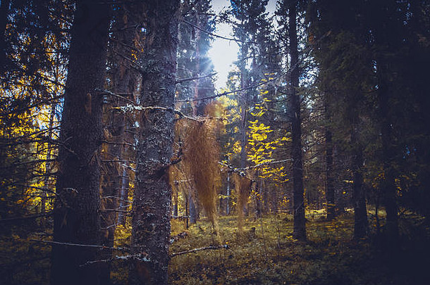 芬兰索特卡莫阳光明媚的秋季森林景观。