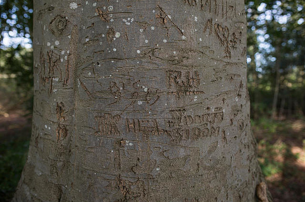 山毛榉树皮，树干上刻有字母、首字母、名称和年份