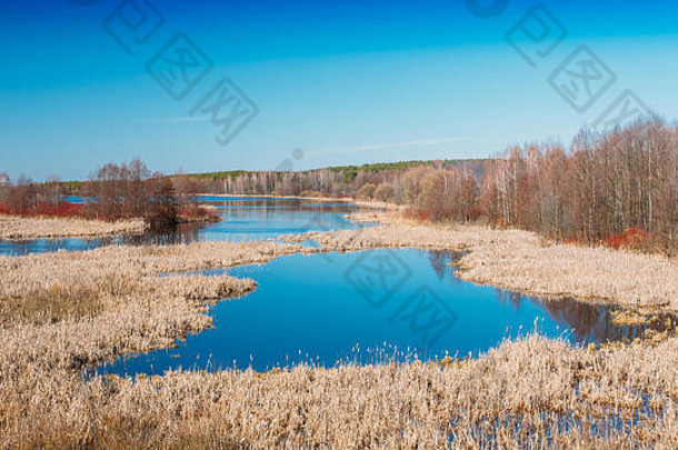 白俄罗斯春季河流<strong>溢漏</strong>全景图。阳光明媚的春日。白俄罗斯美丽的风景。蓝色阳光下的黄色干草。