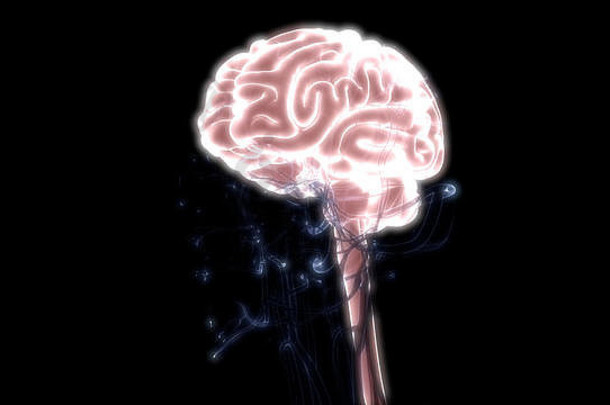 人类大脑解剖学