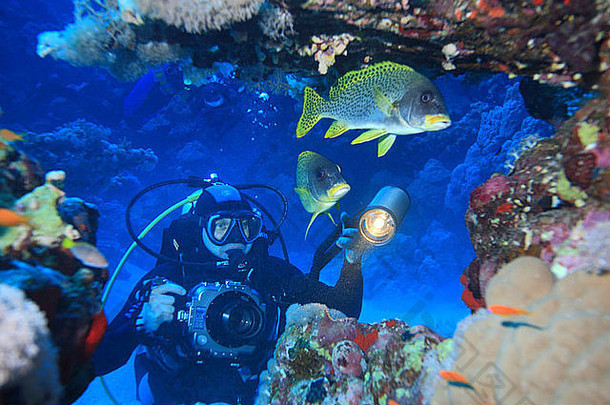 水下摄影师芽大鱼红色的海埃及