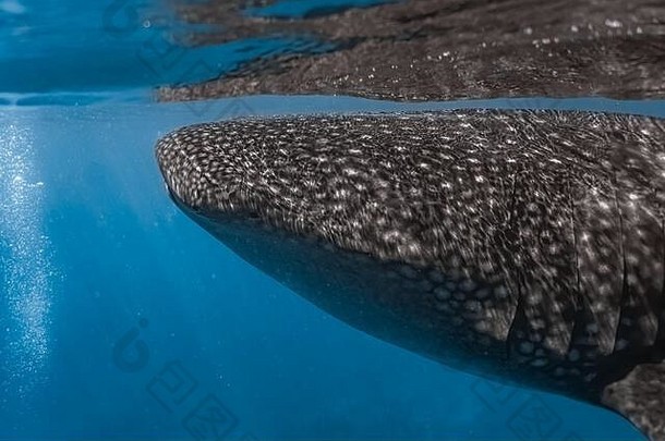以磷虾为食的鲸鲨。在菲律宾奥斯陆观看Whaleshark。