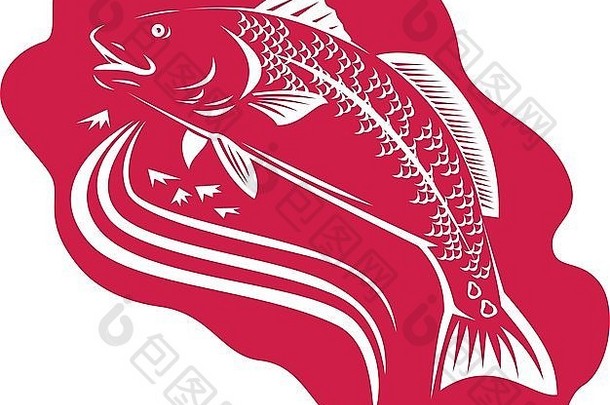 以复古木刻风格制作的红鼓斑尾鲈鱼插图。