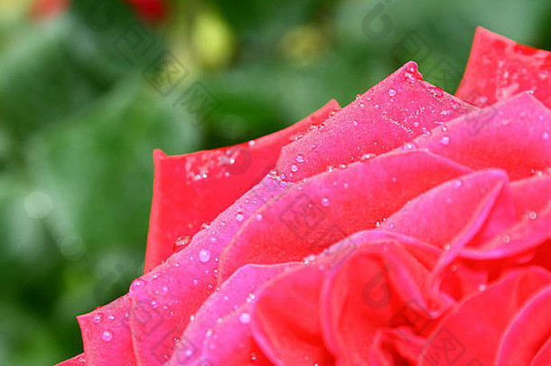 红色的玫瑰<strong>小水滴</strong>