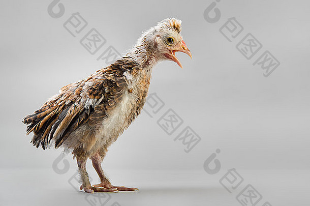 一只青春期的科摩丝小鸡站在灰色背景上