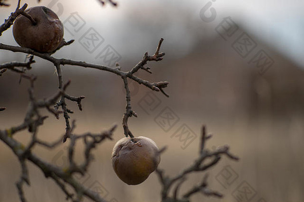 秋天花园里一棵果树上的两个老<strong>梨子</strong>。