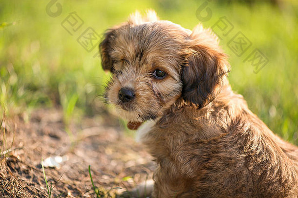 可爱的毛茸茸的可爱的棕色（的）小狗左首页花园概念被遗弃的国内动物宠物好奇的听话狗re
