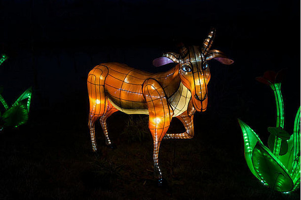 比克斯卑尔根，荷兰-2016年12月29日：12月29日，在比克斯卑尔根举行了非洲动物艺术灯会，灯火通明