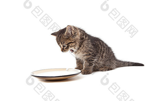 可爱的小猫在白色的牛奶盘上尖叫