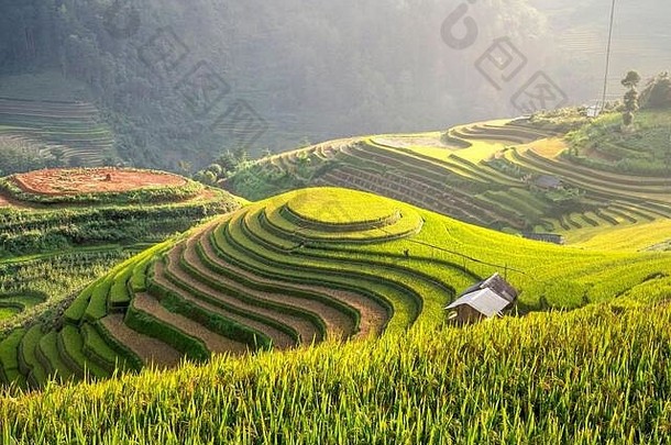 水稻梯田和成熟的<strong>黄米</strong>。越南亚洲的木仓寨、延白、山丘谷农村地区的农田。N