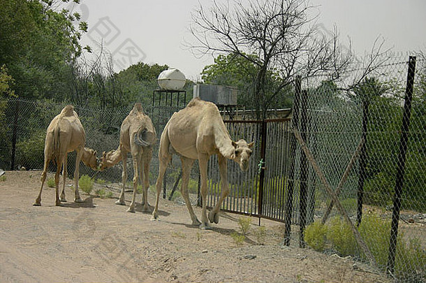 阿联酋迪拜附近的野生骆驼。