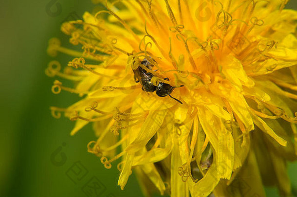 黄花上的蜜蜂采集花蜜