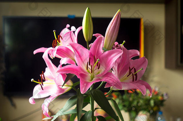 盛开的粉红色百合花。粉红色花瓣，棕色雄蕊，雌蕊。绿色萌芽。关于花卉、自然、艺术和花束的网站的良好背景。