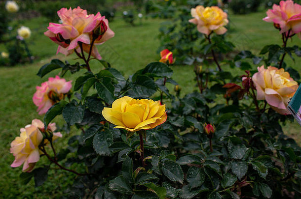 2019年4月28日，意大利罗马。美丽的花园里种满了不同颜色、形状的玫瑰。每一朵玫瑰都来自不同的国家。特别是