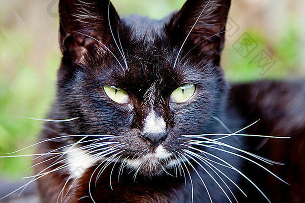 肖像可爱的黑色的猫之前