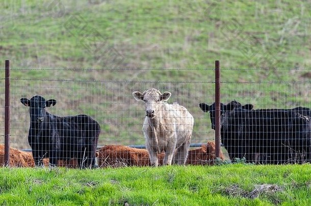 站在山坡上金属栅栏后的白牛，有充足的牧草可供放牧。