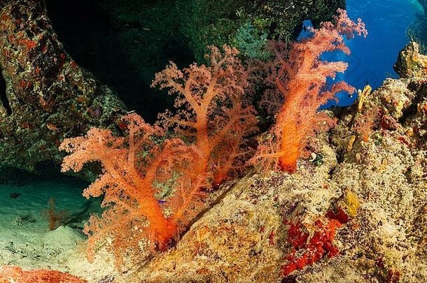 红橙色软珊瑚