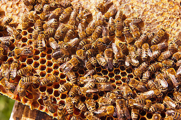 关闭视图工作蜜蜂蜂窝甜蜜的蜂蜜蜂蜜养蜂健康的生产蜜蜂蜂蜜收集