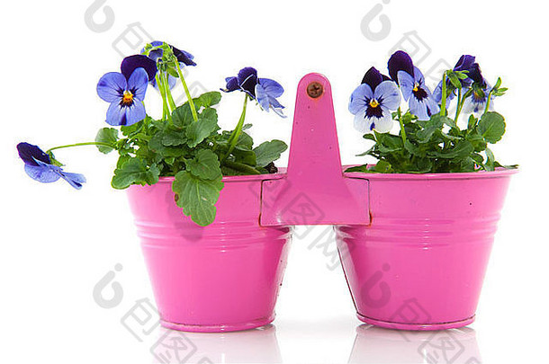 蓝色的紫罗兰粉红色的桶花园