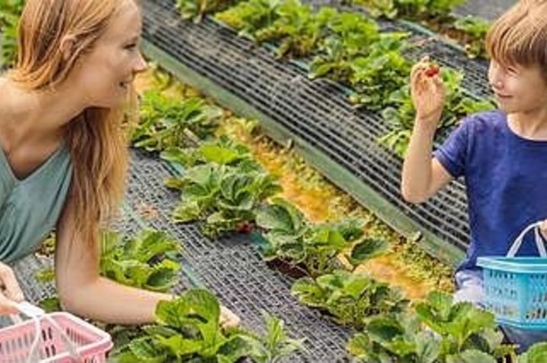 妈妈。儿子蹒跚学步的男孩有机草莓农场夏天挑选浆果横幅长格式
