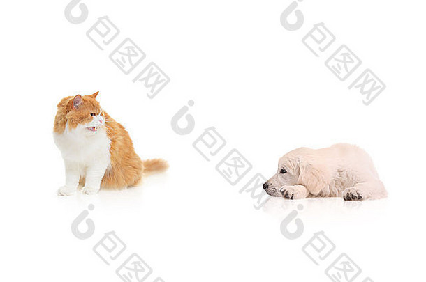 猫盯着狗孤立的白色背景