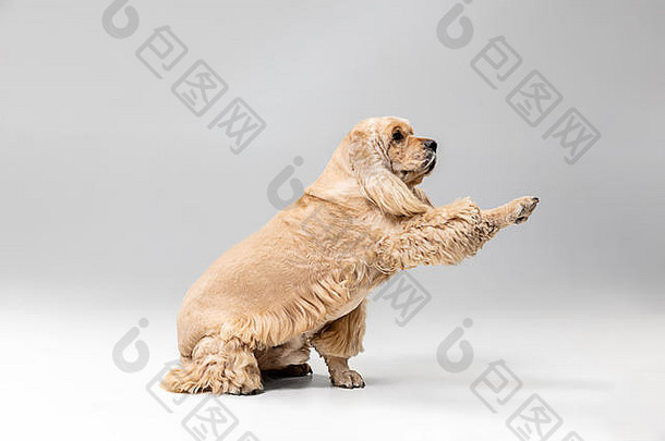 触摸看不见的美国猎犬小狗可爱的培养毛茸茸的狗宠物玩孤立的灰色的背景工作室photoshot负空间插入文本图像