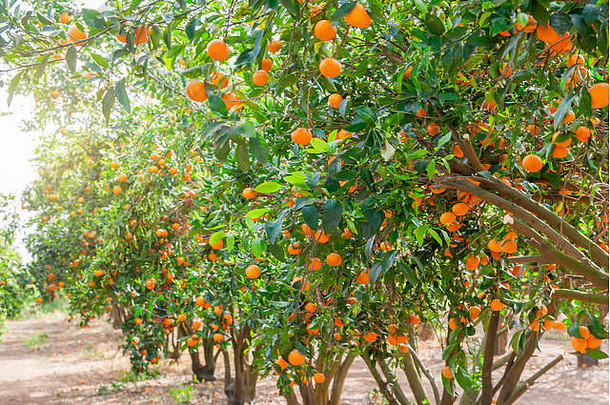 成熟的柑桔树生长在农场花园，农业产业