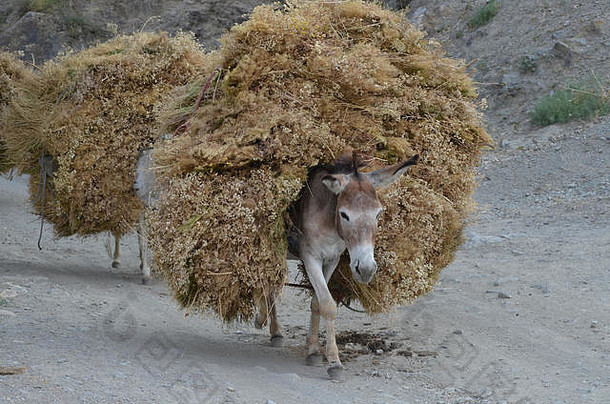 乌兹别克斯坦中部努拉托山脉，一头驮着干饲料的驴