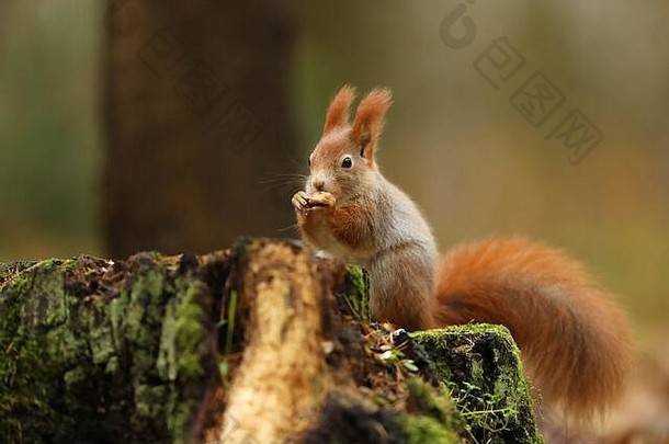 可爱的红松鼠，长着尖尖的耳朵，在秋天的橙色场景中吃着一粒种子，背景是美丽的落叶林。松鼠（石首鱼）