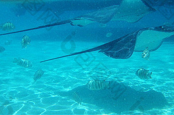 好奇的友好的黄貂鱼环礁湖茉莉雅岛法国波利尼西亚